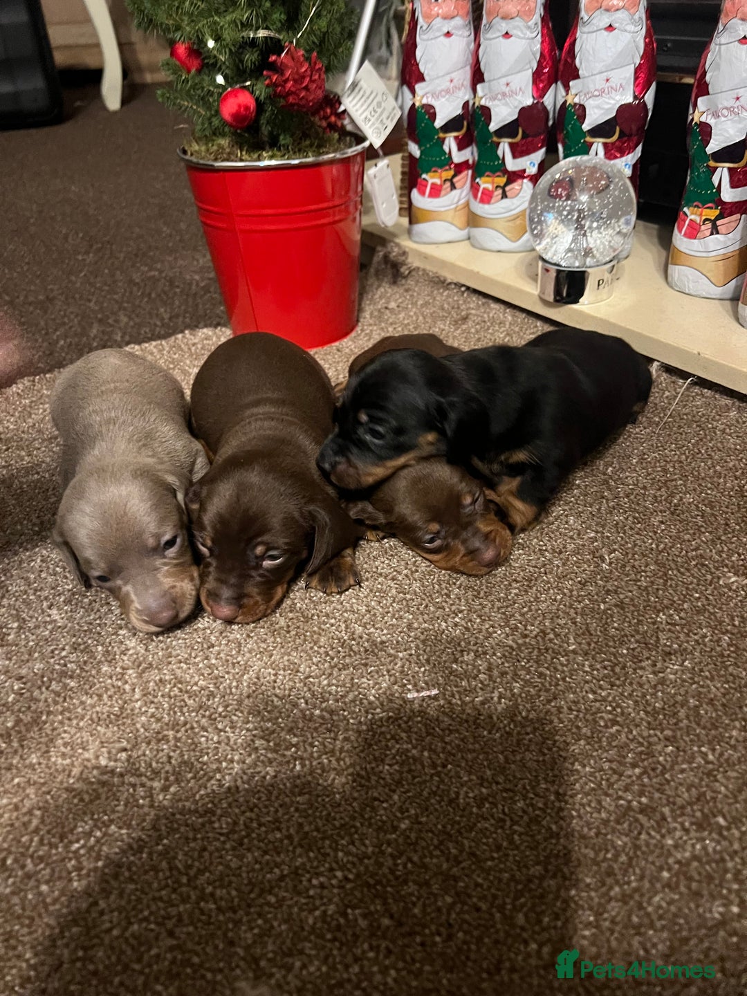 Miniature Dachshund dogs for sale: Gorgeous  **  for  **  dachshund puppy 🐶  - Advert 13