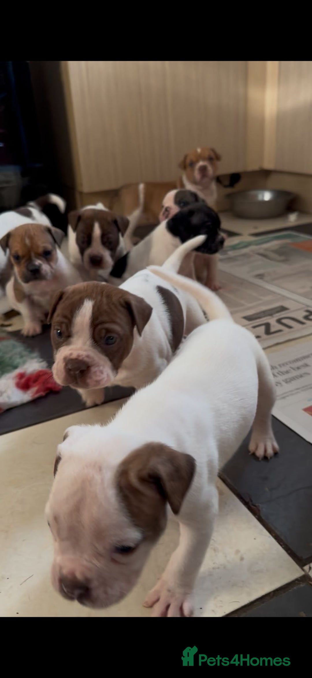 Alapaha Blue Blood Bulldog dogs for sale: TOP QUALITY PURE ALAPAHA BULLDOGS - Advert 29