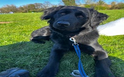Mixed Breed dogs for sale: Labradoodle for rehome  - Image 1