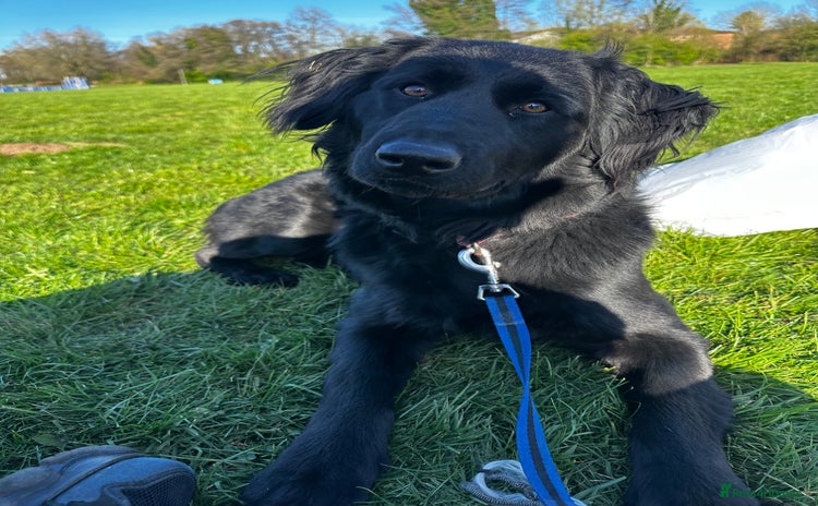 Mixed Breed dogs - Advert 10
