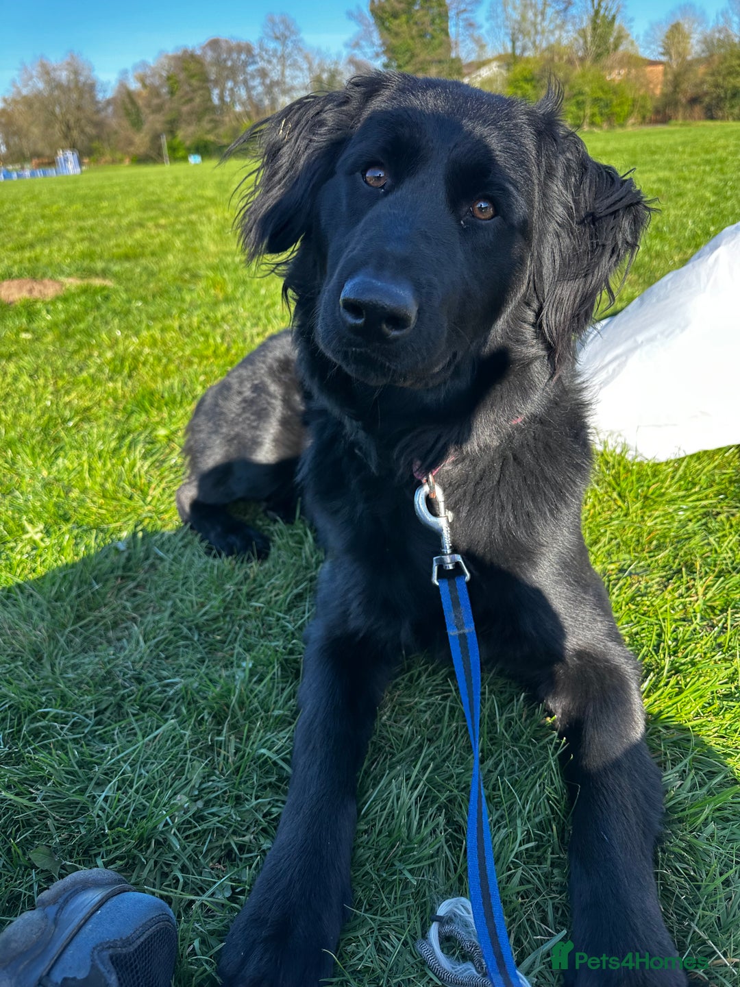 Mixed Breed dogs for sale: Labradoodle for rehome  - Image 1