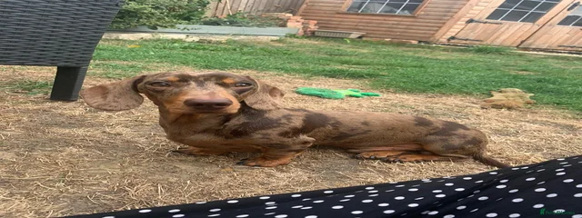 Hugo 