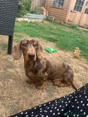 Hugo