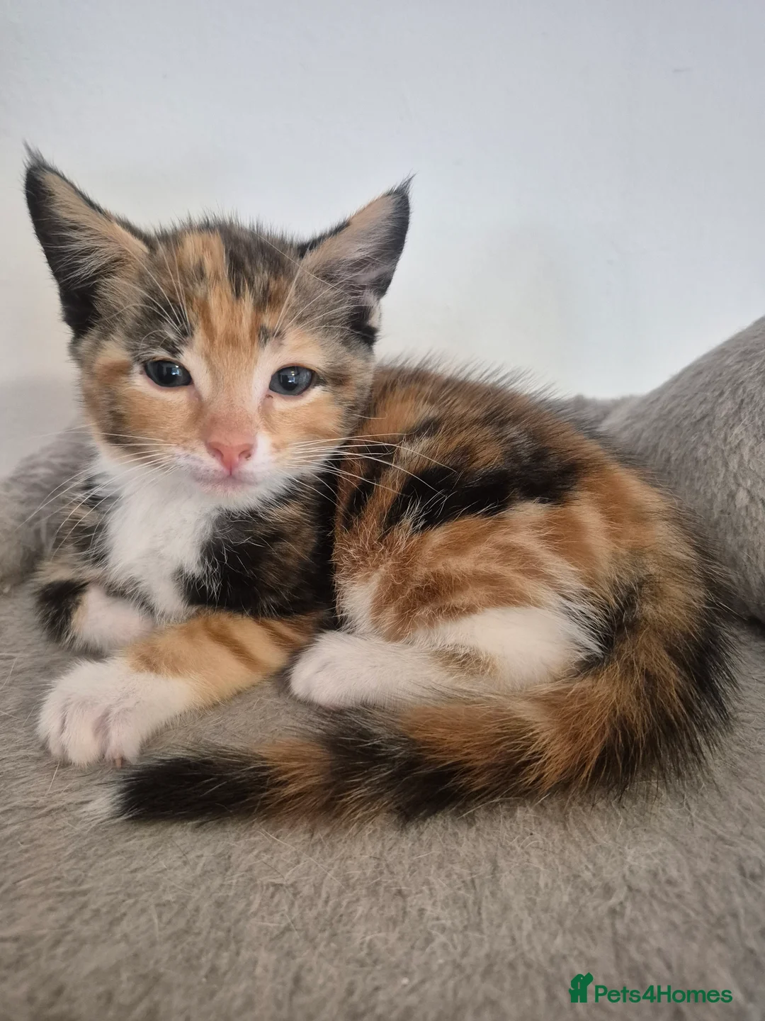 Domestic Shorthair cats for sale: 3 Beautiful kittens ready for their forever home. - Advert 2