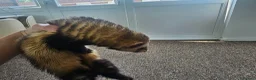Ferret rodents for sale: 1/2 year hob i believe un neutered. in Milton Keynes - Advert 3