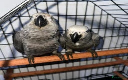 Parrots birds for sale: Super Sweet friendly African Grey Tamed-handfed - Image 6
