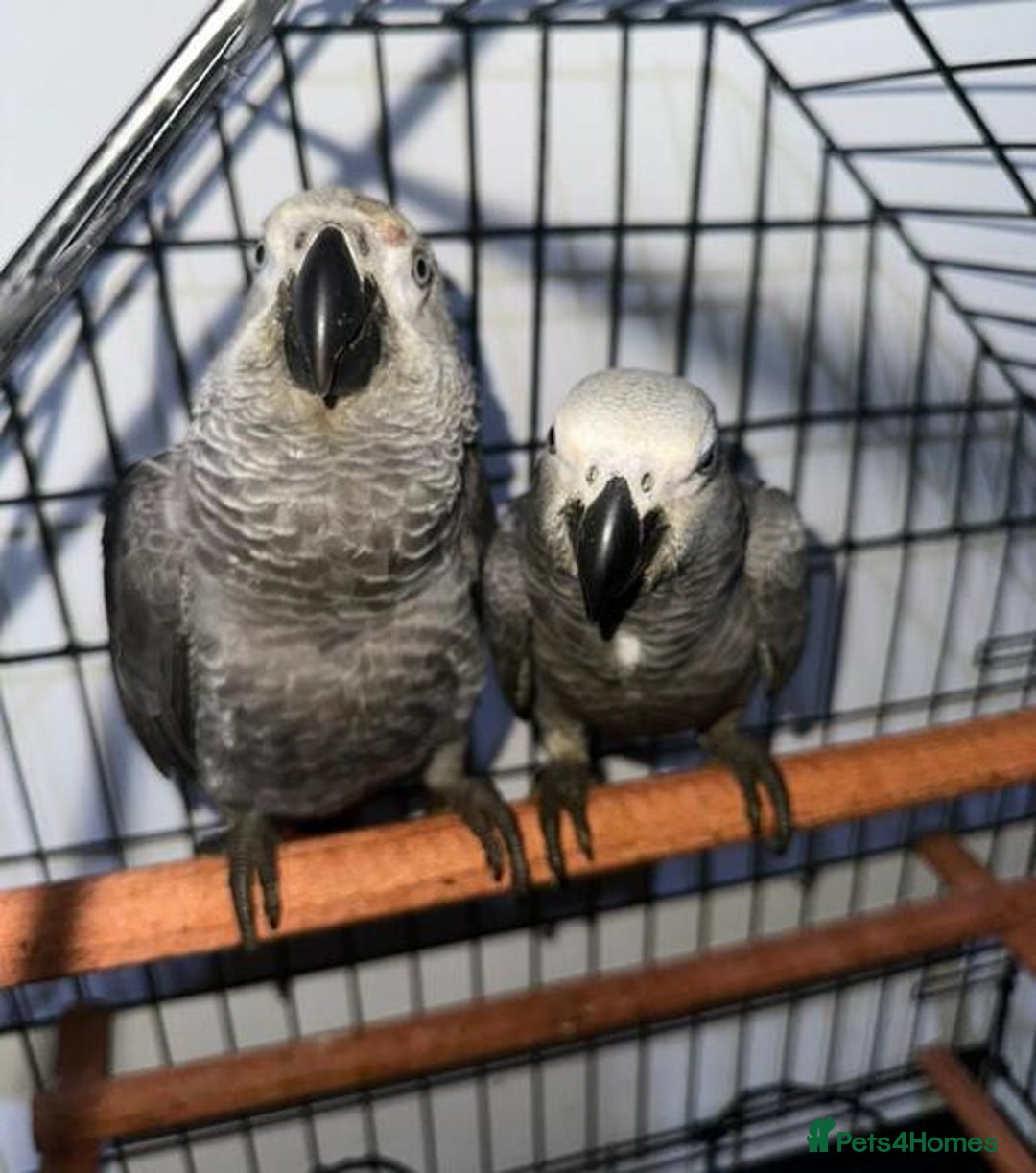 Parrots birds for sale: Super Sweet friendly African Grey Tamed-handfed - Image 6