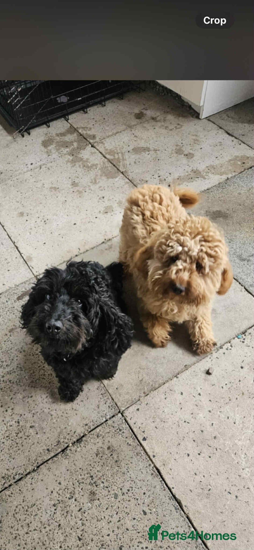 Cockapoo dogs for sale: 6 cockapoo boys  - Image 2
