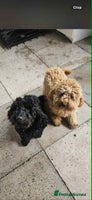 Cockapoo dogs - Advert 4