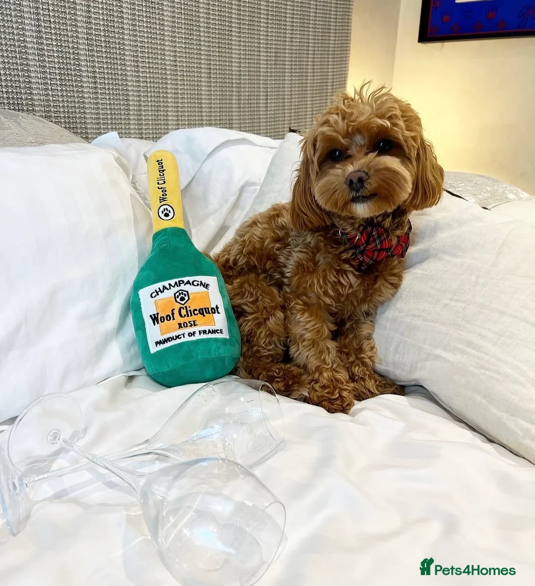 Maltipoo dogs for stud: Beautiful Maltipoo Ginger Stud ready to Date! - Advert 2