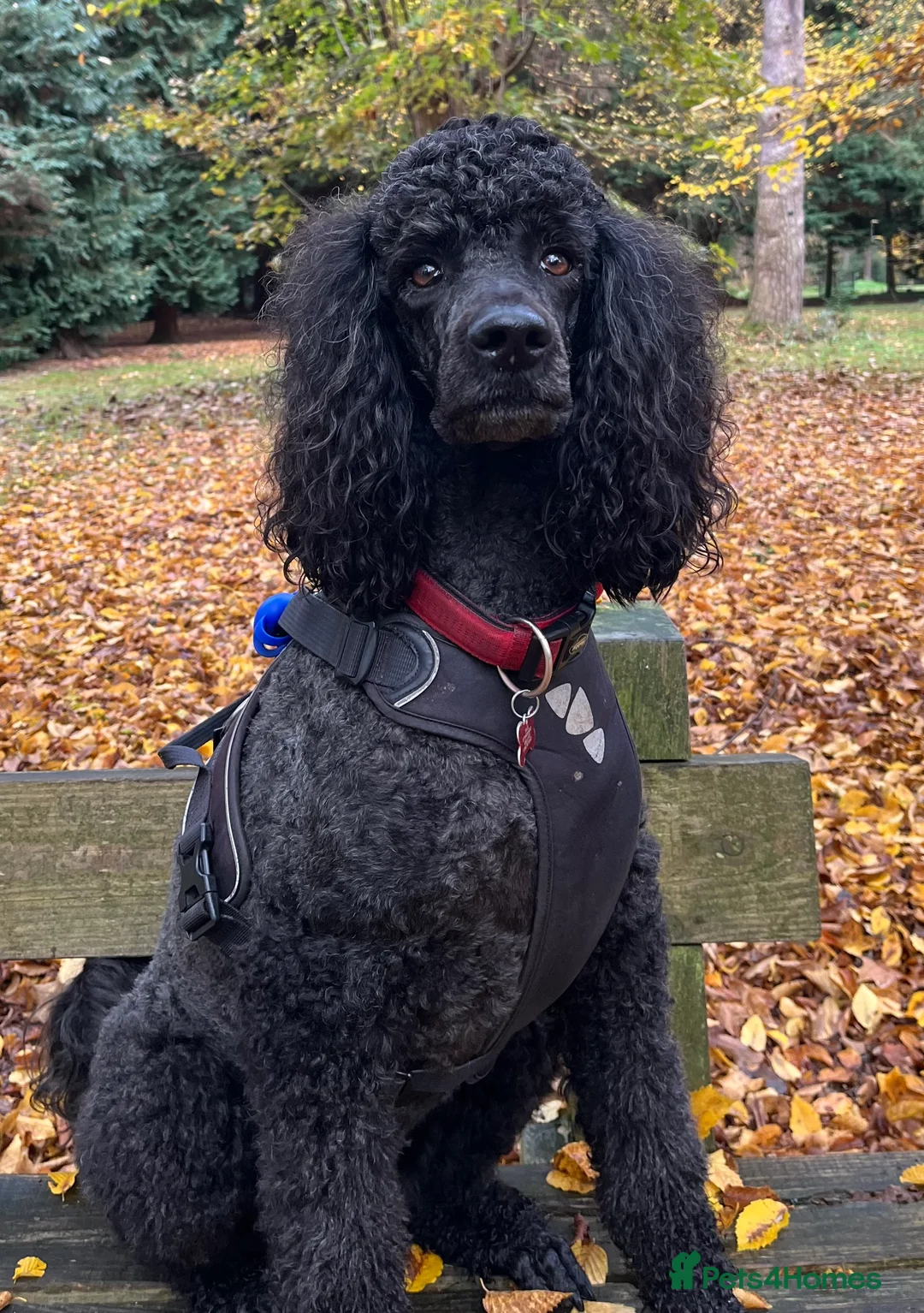 Standard Poodle dogs for sale: Standard Poodle Black male  - Advert 1