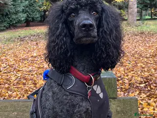 Standard Poodle dogs Standard Poodle Black male - Advert 3