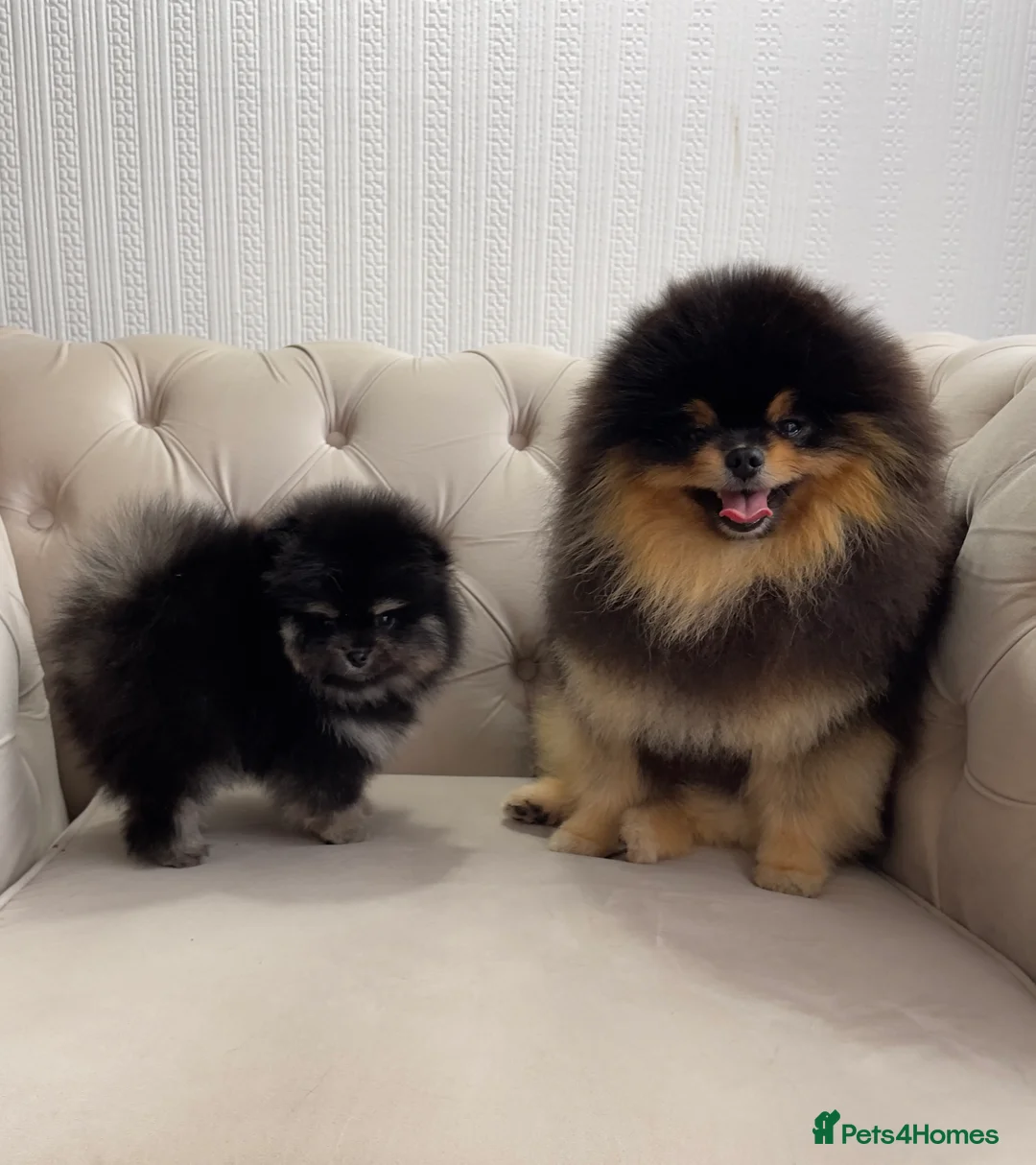 Pomeranian dogs for stud: Pomeranian Gentleman Available for Stud 🐾 - Advert 16