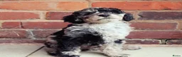 Labradoodle dogs for sale: F7 Australian Labradoodle Stunning Girl - Advert 4