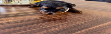 Yorkshire Terrier Puppy 2