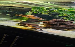 Turtle reptiles for sale: Pink bellied sideneck Turtles x2 - Image 4