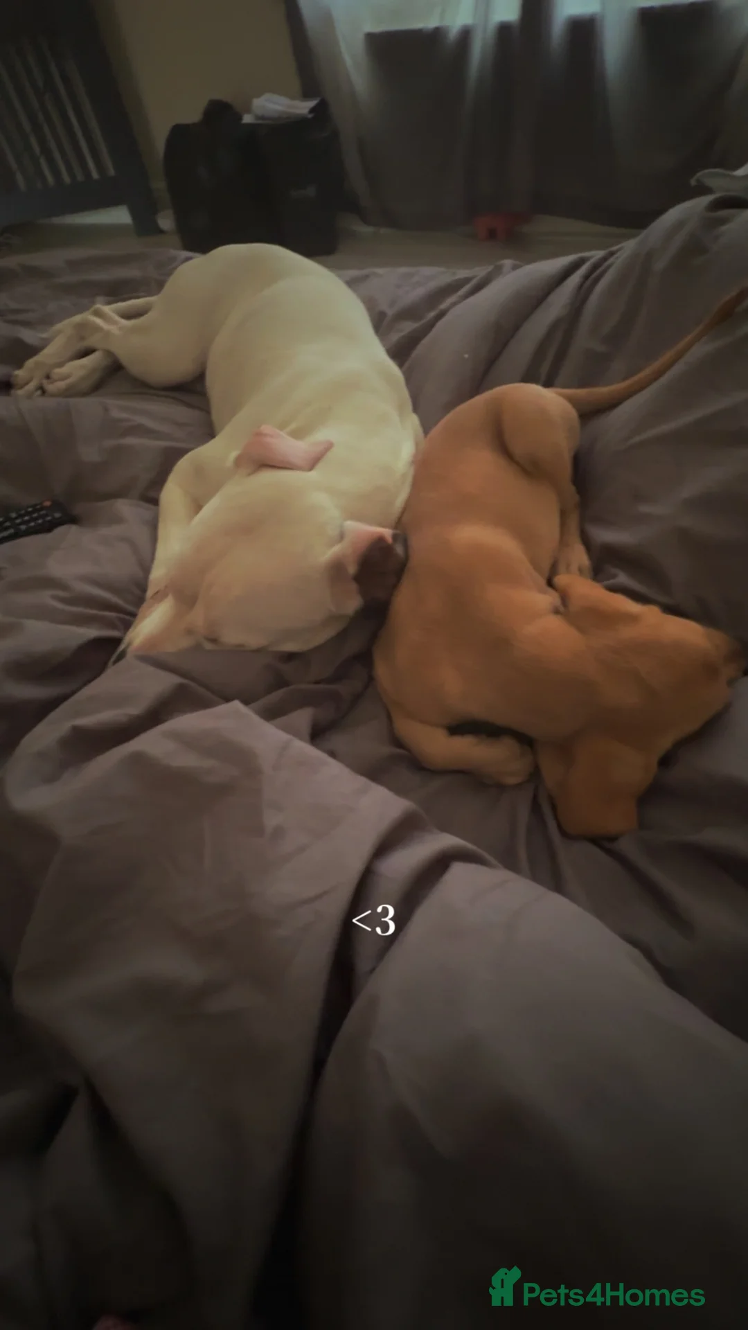 Bull Terrier dogs for sale: storm  - Advert 2