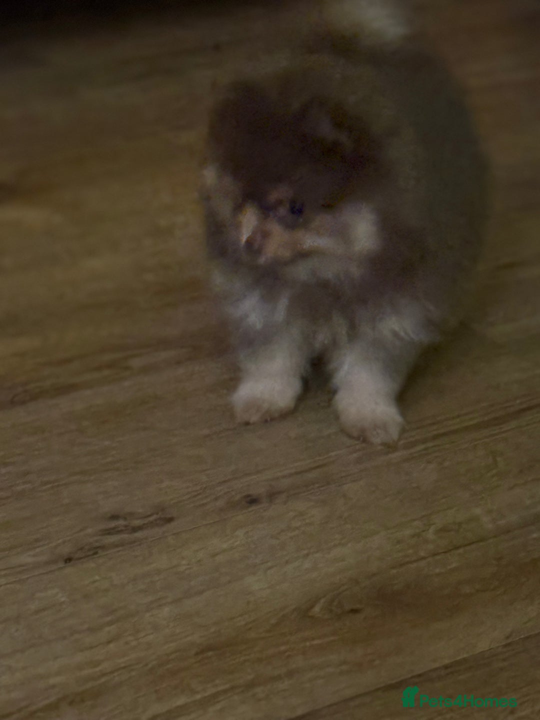 Pomeranian dogs for sale: 2 beautiful Pomeranian's left, boy/girl - Advert 5
