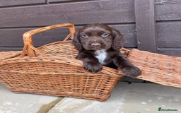 Cocker Spaniel dogs for sale: Cocker spaniel puppies  - Advert 13