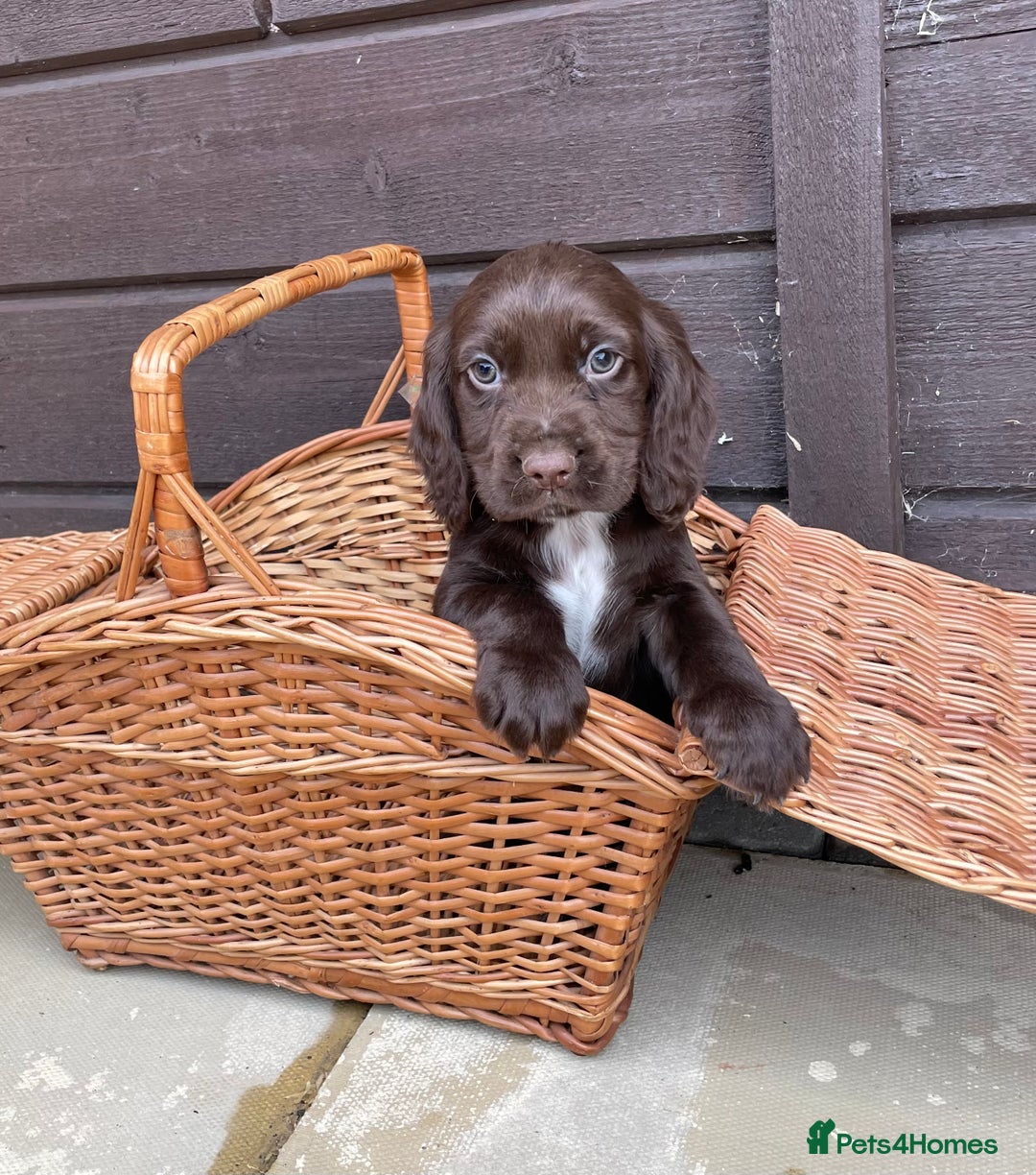 Cocker Spaniel dogs for sale: Cocker spaniel puppies  - Advert 13
