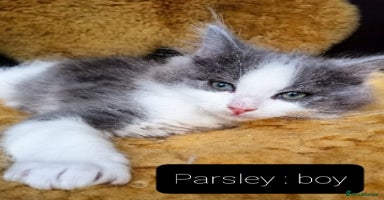 Ragdoll cats - Advert 2