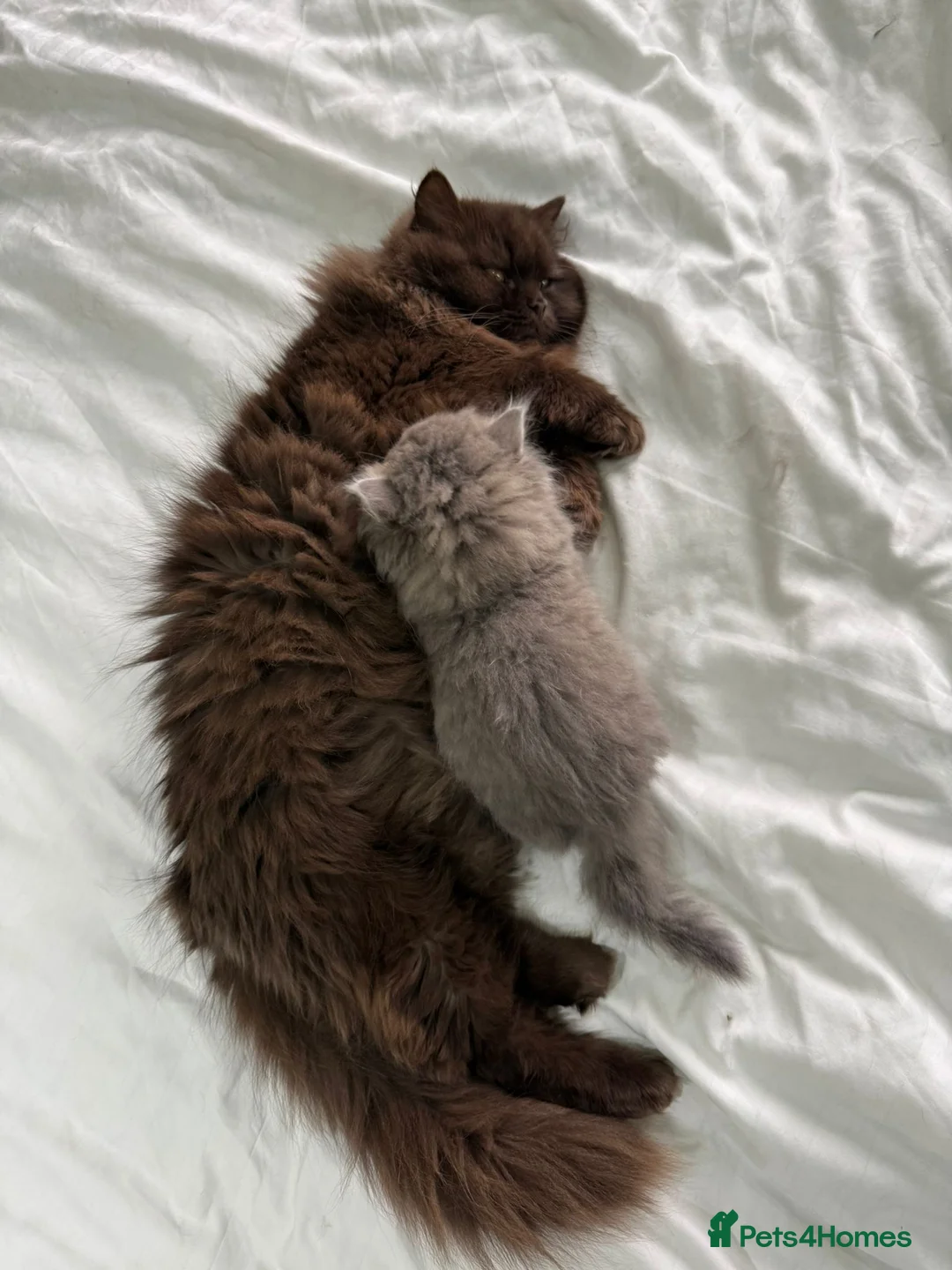 British Shorthair cats for sale: Luxury British Longhair | Blue Tipped tabby - Advert 1