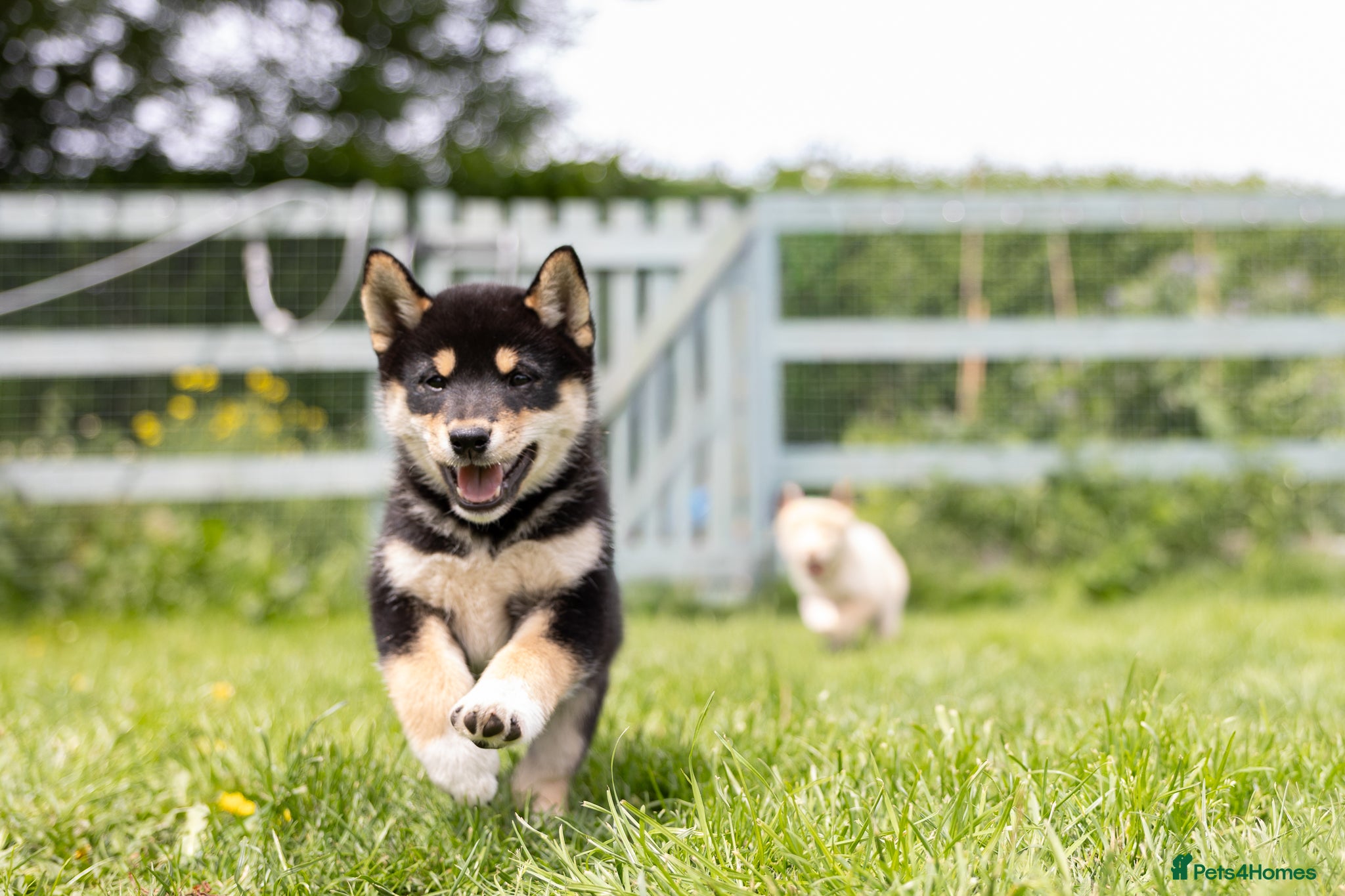 Japanese Shiba Inu dogs READY NOW Exclusive Japanese Shibas Puppies  🇯🇵 - Advert 3