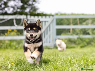 Japanese Shiba Inu dogs READY NOW Exclusive Japanese Shibas Puppies 🇯🇵 - Advert 3