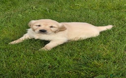 Mixed Breed dogs for sale: Stunning Golden Mountain pup's  - Advert 19