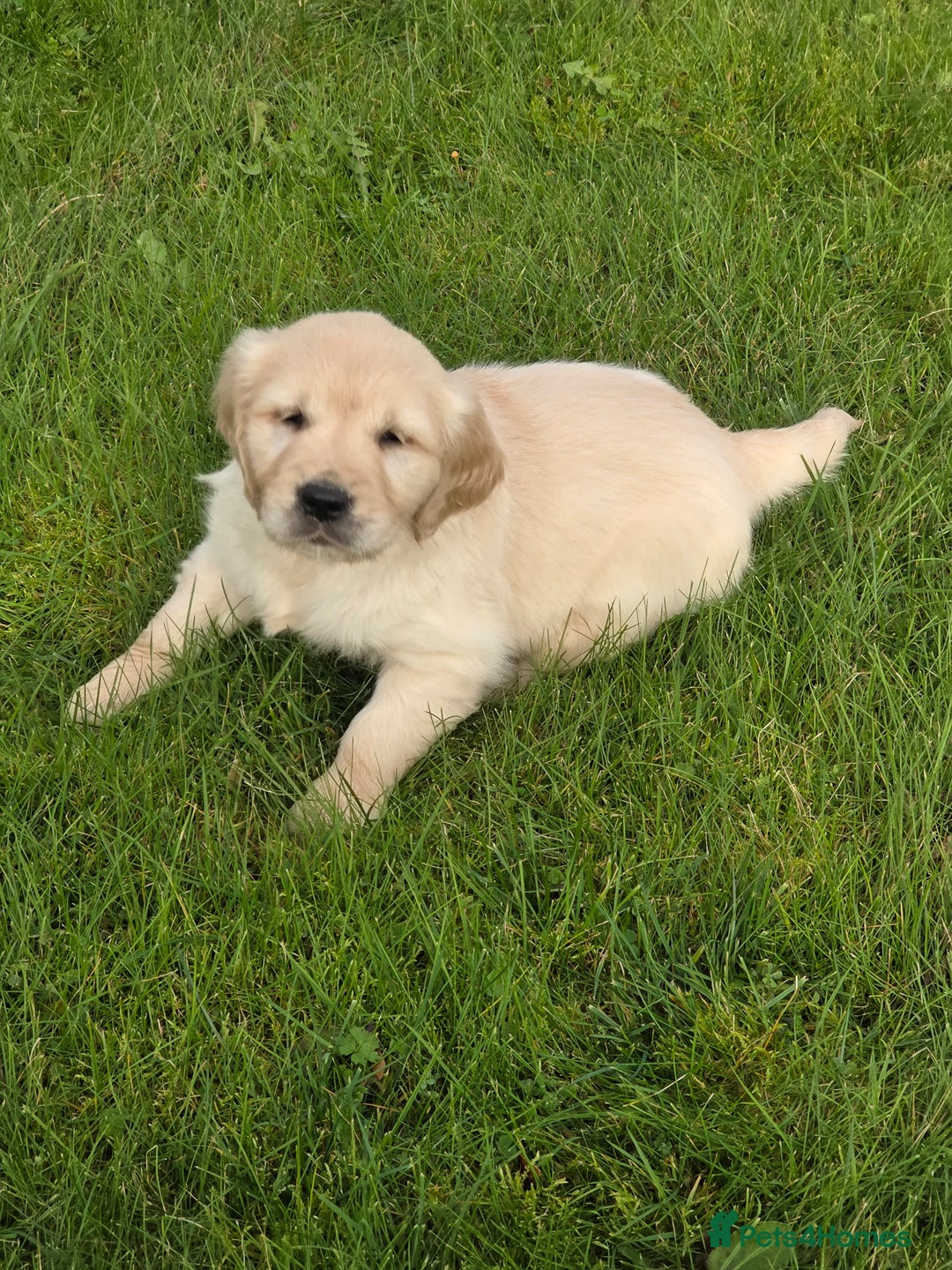 Mixed Breed dogs for sale: Stunning Golden Mountain pup's  - Advert 19