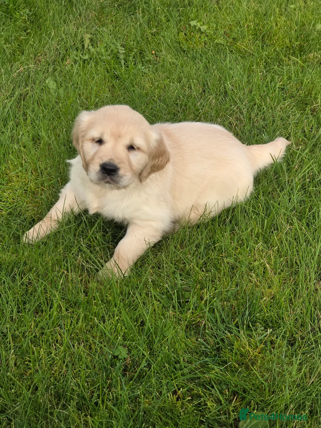 Mixed Breed dogs for sale: Stunning Golden Mountain pup's  - Advert 19