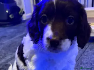 Cockapoo dogs 1 Delightful F1b Cockapoo girl left (3/4 cocker) - Advert 13