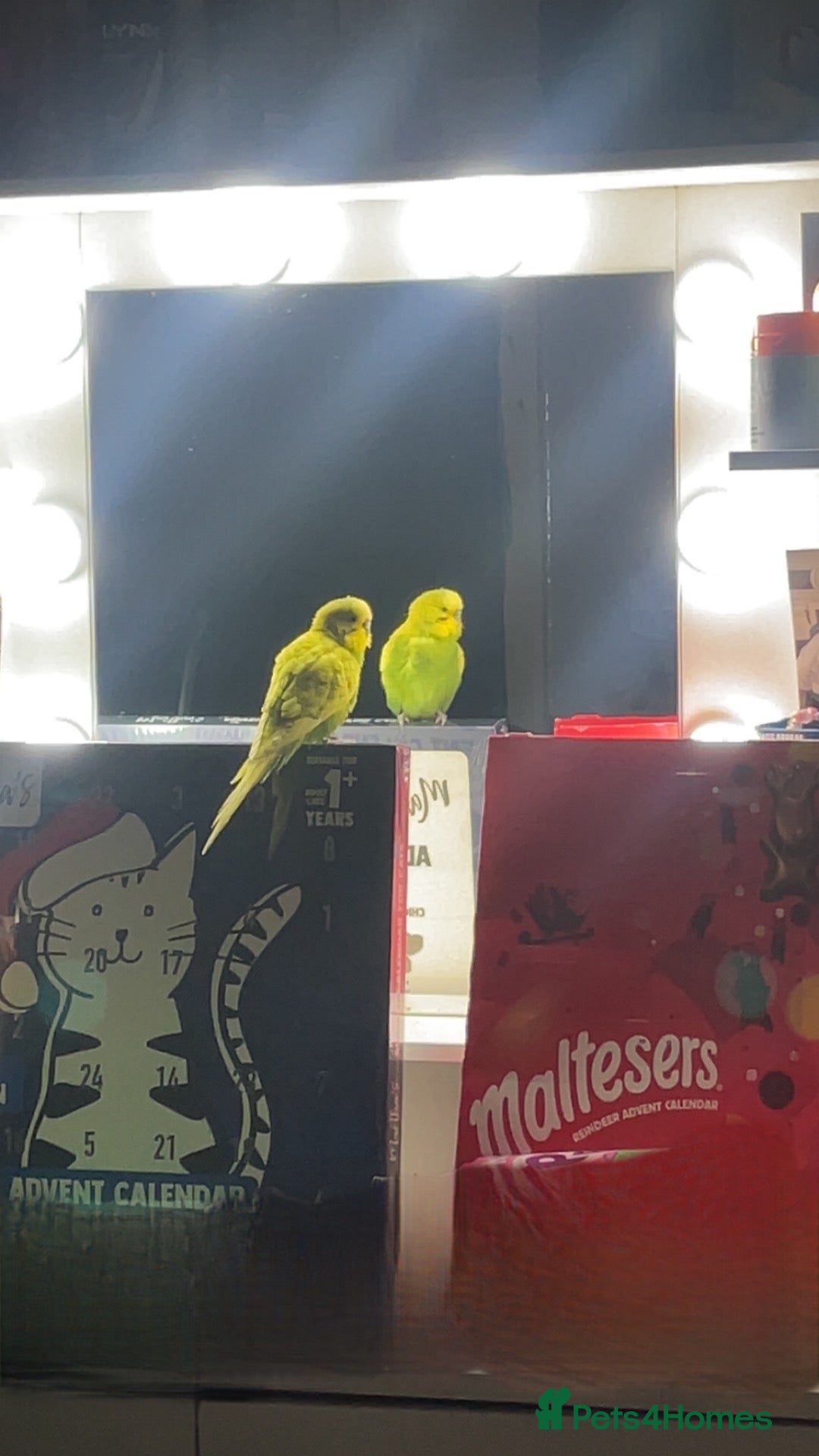 Budgerigars birds Budgie - Advert 12