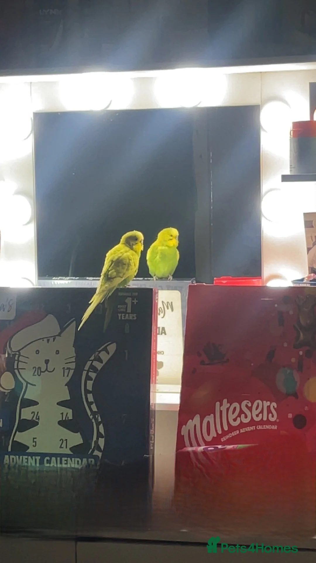 Budgerigars birds for sale: Budgie - Advert 1