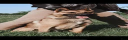 German Shepherd dogs for sale: Beautiful German shepherd x Belgian shepherd pups - Advert 22