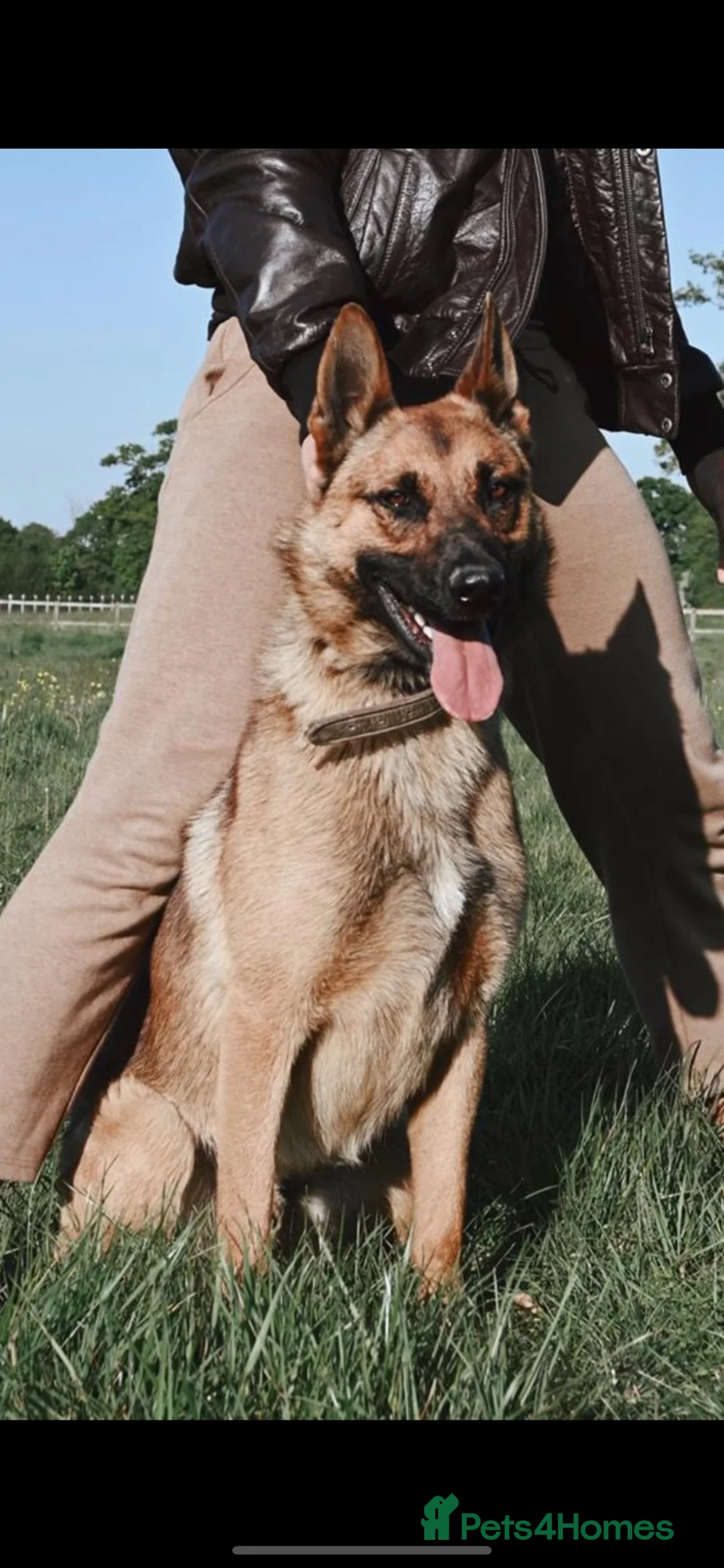 German Shepherd dogs for sale: Beautiful German shepherd x Belgian shepherd pups - Advert 22