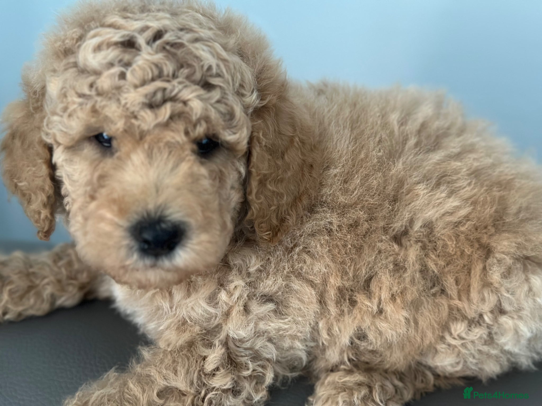 Goldendoodle dogs F1B MINI/MEDIUM GOLDENDOODLES 2 RESERVED - Advert 1
