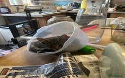 Mixed Breed cats for sale: Beautiful Kittens – Health Checked & Chipped - Image 3
