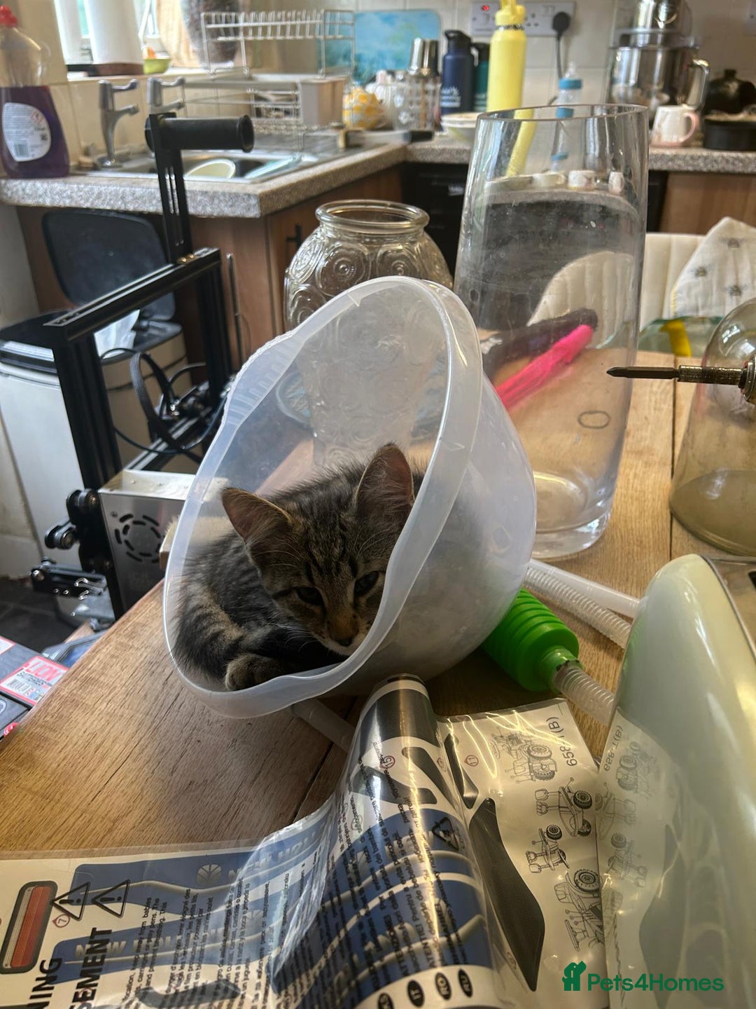 Mixed Breed cats for sale: Beautiful Kittens – Health Checked & Chipped - Image 3