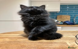 Mixed Breed cats for sale: Sweet natured kittens ready to go - Advert 13