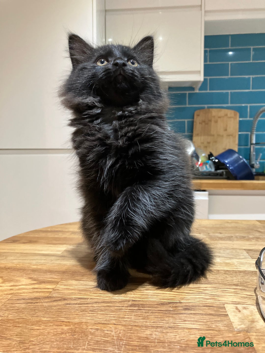 Mixed Breed cats for sale: Sweet natured kittens ready to go - Advert 13