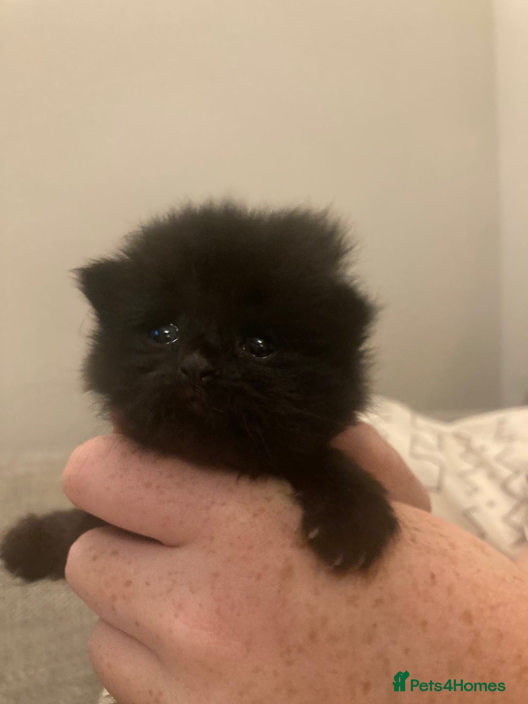 Mixed Breed cats for sale: Beautiful friendly kittens - Image 3