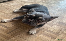 French Bulldog dogs for sale: Penny - Image 2