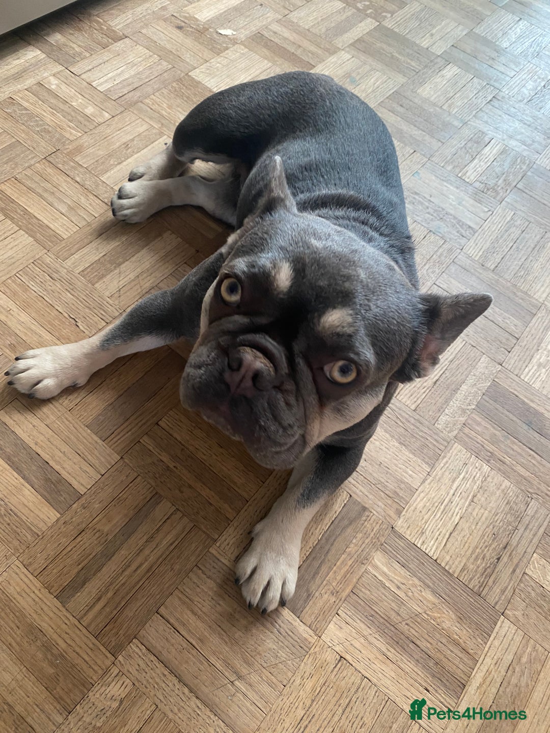 French Bulldog dogs for sale: Penny - Image 2