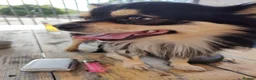 Chihuahua dogs for stud: Stud chihuahua in Exmouth  - Advert 10
