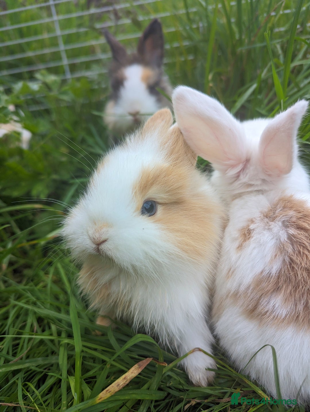 Mini Lion Lop rabbits for sale: Lion/lop bunnies  - Image 6