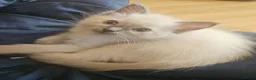 Ragdoll cats for sale: Female ragdoll kitten £750 - Advert 2