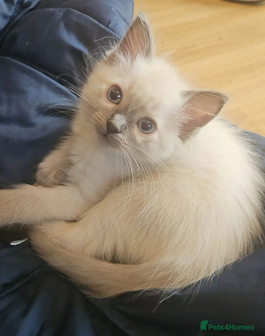 Ragdoll cats for sale: Female ragdoll kitten £750 - Advert 2