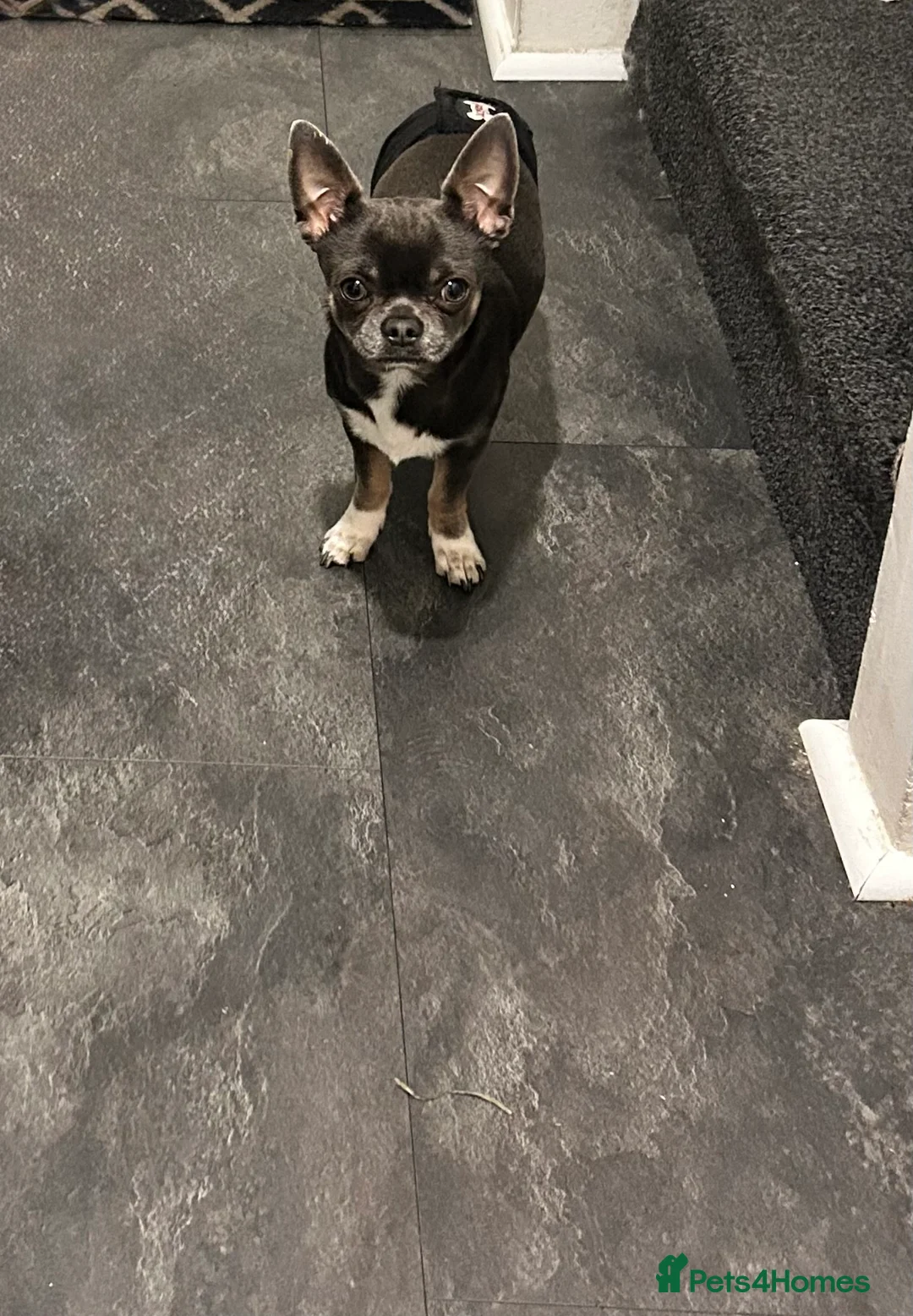 Chihuahua dogs for stud: Stud only. Full pedigree lilac chihuahua £300 - Advert 7