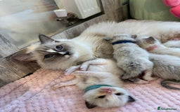 Ragdoll cats for sale: Beautiful Ragdoll Kittens  - Image 3